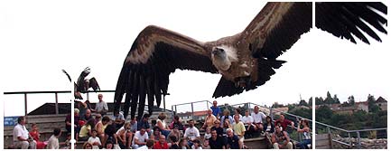 Le spectacle des aigles � Chauvigny